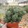 Euphorbia horrida monstrosa