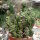 Euphorbia horrida monstrosa