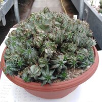 Euphorbia horrida v. striata alba XL