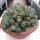 Euphorbia horrida v. striata alba XL