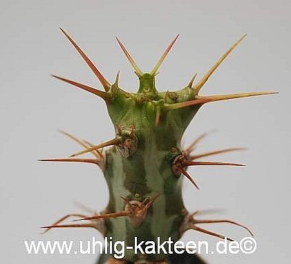 Euphorbia horwoodii