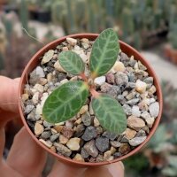 Euphorbia iharanae Vohemar, Madagaskar