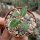 Euphorbia iharanae Vohemar, Madagaskar