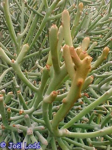 Euphorbia imerina Rauh 68099
