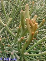 Euphorbia imerina Rauh 68099