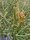 Euphorbia imerina Rauh 68099