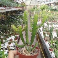 Euphorbia inarticulata N.Jemen