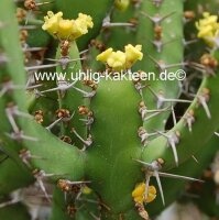 Euphorbia inarticulata N.Jemen