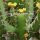 Euphorbia inarticulata N.Jemen