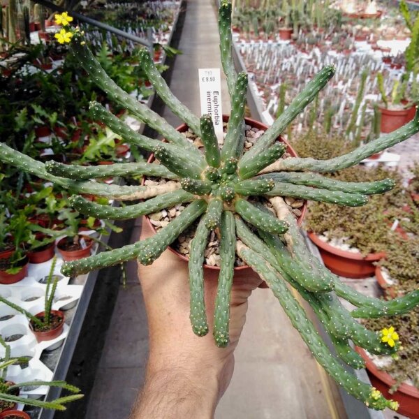 Euphorbia inermis
