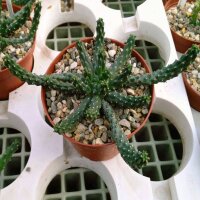 Euphorbia inermis