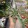 Euphorbia inermis
