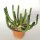 Euphorbia inermis