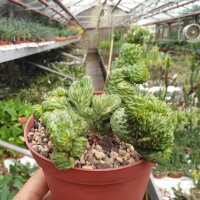 Euphorbia inermis cv. Monstruosa cristata