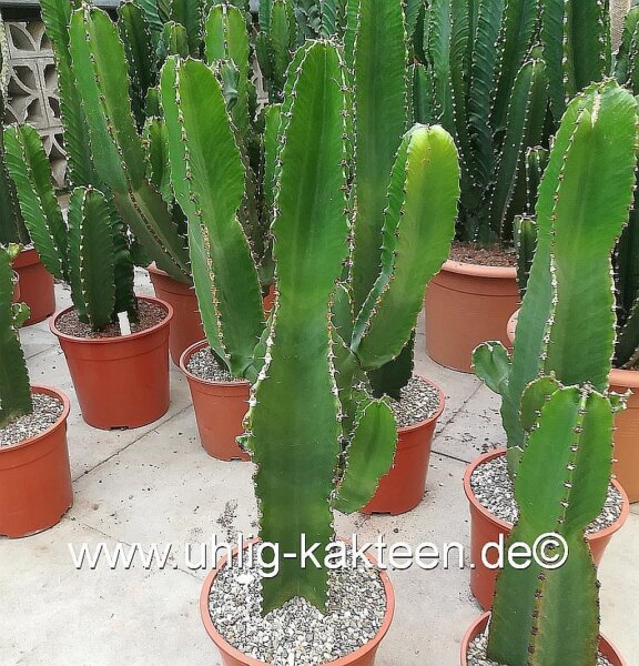 Euphorbia ingens