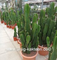 Euphorbia ingens XL Diam. 30-40 cm - H. 110-115 cm