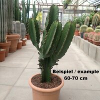 Euphorbia ingens XL