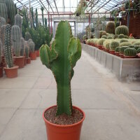 Euphorbia ingens XL