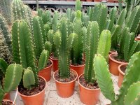 Euphorbia ingens XL