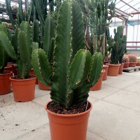 Euphorbia ingens XL