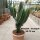 Euphorbia ingens XL