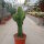 Euphorbia ingens XL