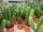 Euphorbia ingens XL