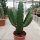 Euphorbia ingens XL