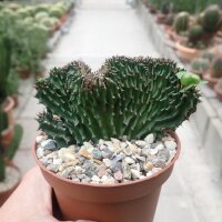 Euphorbia ingens cristata