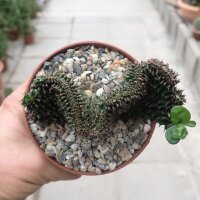Euphorbia ingens cristata