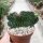 Euphorbia ingens cristata