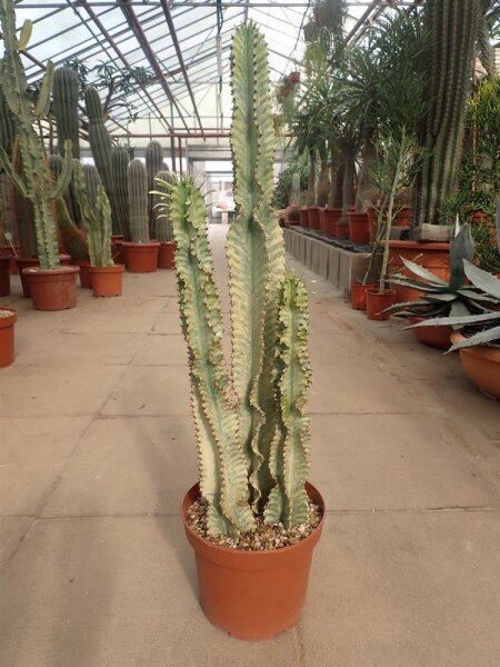 Euphorbia ingens cv. Marmorata Tuff