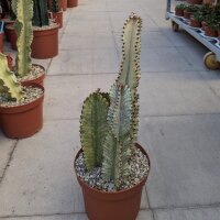 Euphorbia ingens cv. Marmorata Tuff