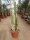 Euphorbia ingens cv. Marmorata Tuff