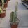 Euphorbia ingens cv. Marmorata Tuff