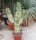 Euphorbia ingens cv. Marmorata verzweigt