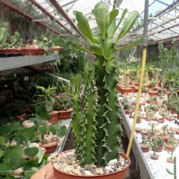 Euphorbia ingens monstrosa