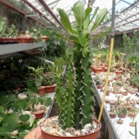 Euphorbia ingens monstrosa