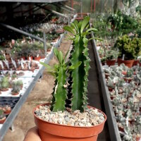 Euphorbia ingens monstrosa