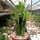 Euphorbia ingens monstrosa