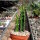 Euphorbia ingens monstrosa
