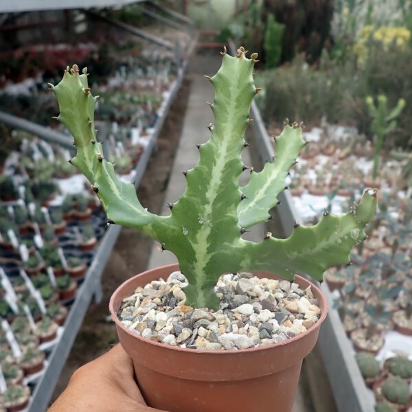 Euphorbia lactea