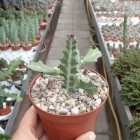 Euphorbia lactea
