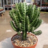 Euphorbia lactea