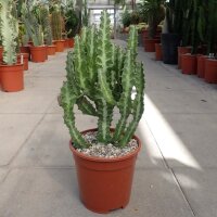 Euphorbia lactea