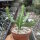 Euphorbia lactea