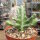 Euphorbia lactea