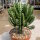 Euphorbia lactea