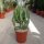 Euphorbia lactea