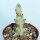 Euphorbia lactea cv. Grey Ghost